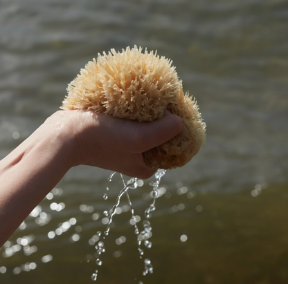 Wool Sea Sponge [4-5'']